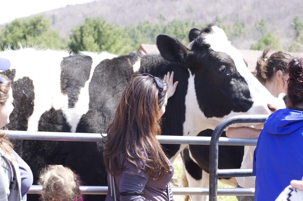 With Dylan the Calf at Woodstock Animal farm Sanctuary NY